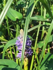 Dufourea novaeangliae