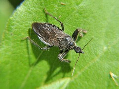 Apiomerus longispinis