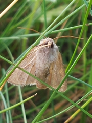 Parastichtis suspecta