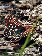 Euphydryas colon