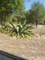 Agave univittata