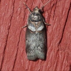 Acrobasis caryae