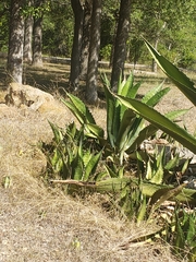 Agave univittata