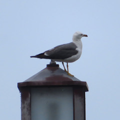 Larus crassirostris