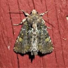 Oligia chlorostigma