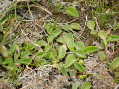 Lobelia oligophylla