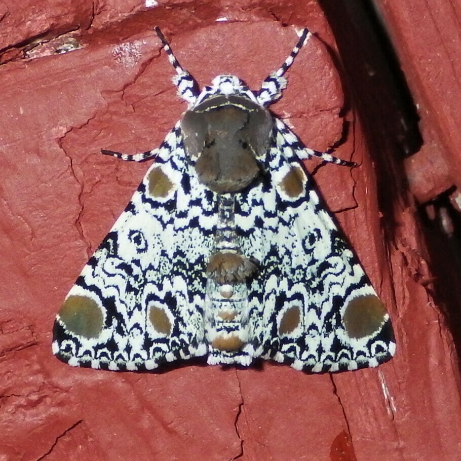 Harris' Three-Spot (Lee County SC Moths) · iNaturalist
