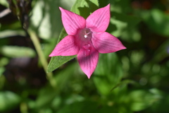 Spigelia scabrella
