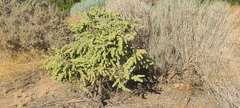 Atriplex canescens