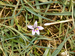 Lobelia oligophylla