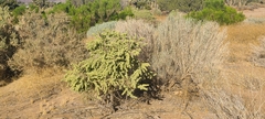Atriplex canescens