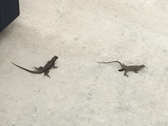 Sceloporus occidentalis