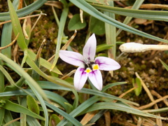 Lobelia oligophylla