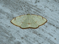 Microxydia orsitaria