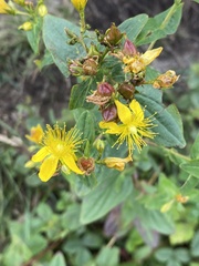 Hypericum mitchellianum