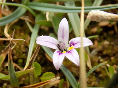 Lobelia oligophylla