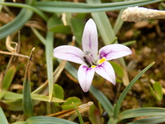 Lobelia oligophylla
