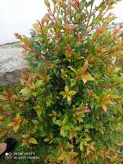 Syzygium myrtifolium