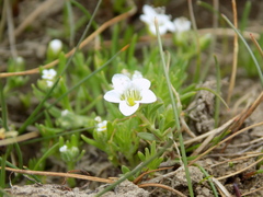 Arenaria serpens