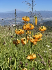 Lilium pardalinum wigginsii