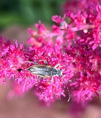 Brachyleptura brevis