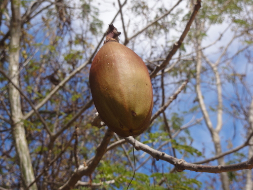 Pseudobombax marginatum