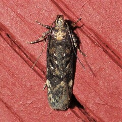Chionodes thoraceochrella