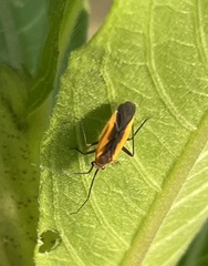 Lopidea instabilis