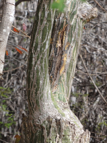 Pseudobombax marginatum