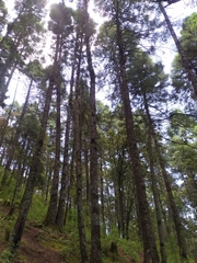 Pinus ayacahuite