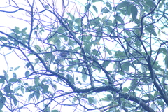 Junco phaeonotus
