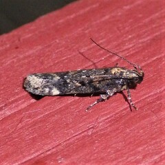 Chionodes thoraceochrella