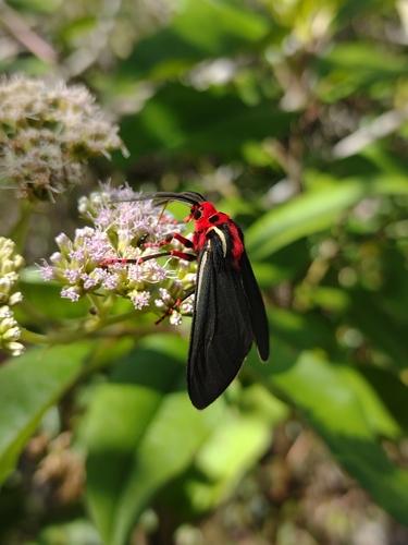 Lepidolutzia baucis