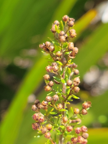 Image of Lechea divaricata by (c) Jay Horn, some rights reserved (CC BY)