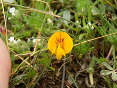 Adesmia sandwithii