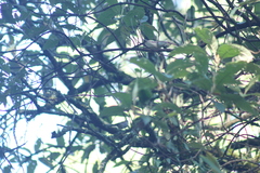Junco phaeonotus