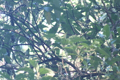 Junco phaeonotus