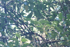 Junco phaeonotus