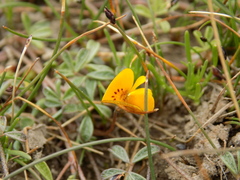 Adesmia sandwithii
