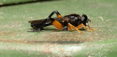 Chalcosyrphus curvaria