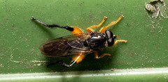 Chalcosyrphus curvaria