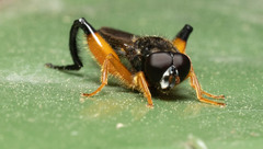 Chalcosyrphus curvaria