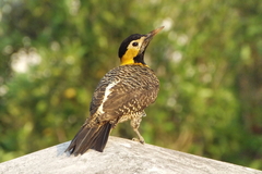Colaptes campestris campestris