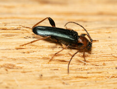 Phymatodes