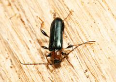 Phymatodes