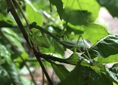 Stagmomantis nahua
