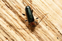 Phymatodes