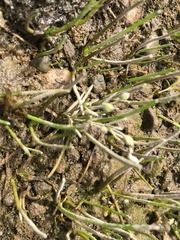 Spergularia canadensis