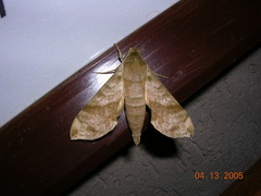 Xylophanes pistacina