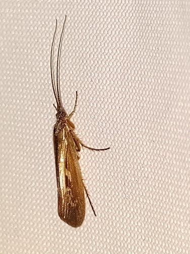 Limnephilus auricula